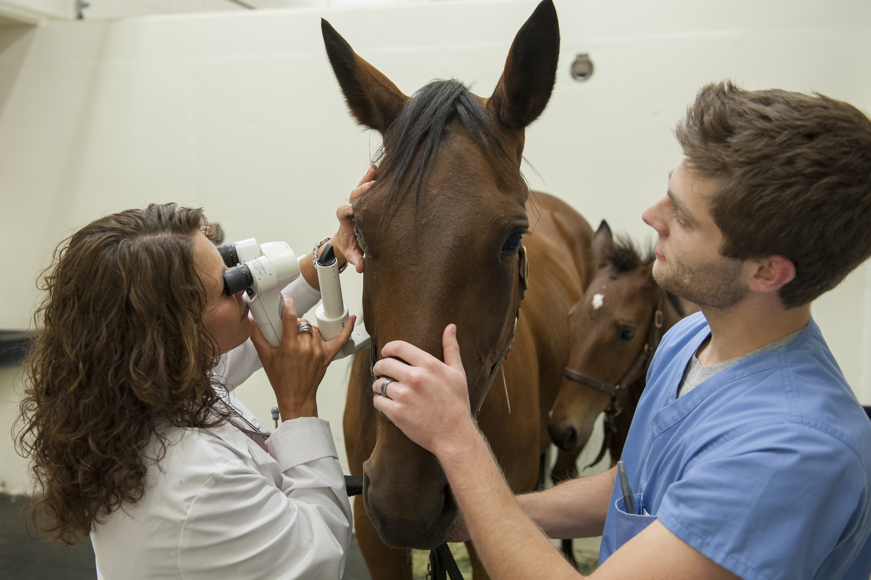 Veterinary medicine student with horse